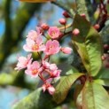 Prunus padus 'Colorata' - 9