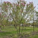 Magnolia 'Susan' - 2