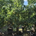 Pyrus communis 'Conference' - Foto 2