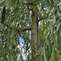 Salix x sepulcralis 'Chrysocoma' - Foto 3