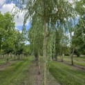 Salix sepulcralis 'Chrysocoma' - Foto 2
