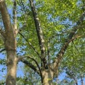 Sophora japonica - Foto 1