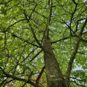 Liquidambar styraciflua - 2