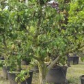 Pyrus c. 'Conference' - 3