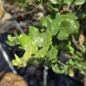 Quercus Suber - Foto 2