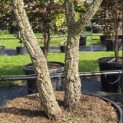 Quercus Suber - Foto 1