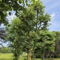 Tilia Tomentosa - mei 2026