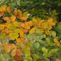 Fagus sylvatica - Foto 9