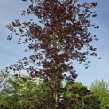 Fagus sylvatica 'Riversii' - Foto 1