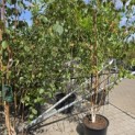 Betula utilis 'Doorenbos' - 1
