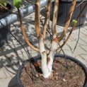 Betula utilis 'Doorenbos' - 2
