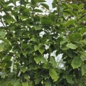 Magnolia 'Lennei' - 2