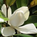 Magnolia grandiflora 'Goliath' - 1