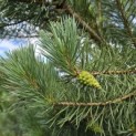 Pinus sylvestris - 2