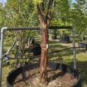Acer griseum - 3