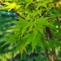 Acer palmatum 'Sangokaku' - Foto 1