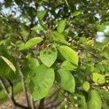 Amelanchier lamarckii - Foto 2