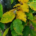 Carpinus betulus - Afbeelding 1084