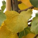 Tilia cordata 'Greenspire' - Foto 5