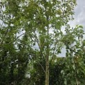 Aesculus x Arnoldiana 'Autumn Splendor' - 4