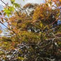 Acer palmatum 'Inaba Shidare' - Foto 2