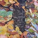 Fagus sylvatica 'Atropunicea' - november 2025