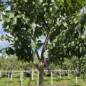 Prunus domestica 'Bleue de Belgique' - Foto 4