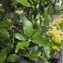 Quercus ilex - 7