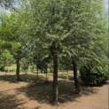 Salix Alba - juli 2026