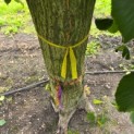 Tilia x europaea - 8