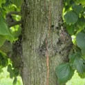 Tilia x europaea - 7