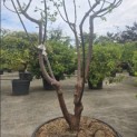 Acer griseum - 1