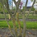 Prunus laur. Caucasica - 3