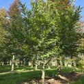 Castanea Sativa - 1