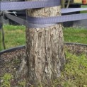 Taxodium distichum 'Peve Minaret' - Foto 3