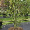 Acer palmatum 'Going Green' - 2