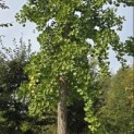 Ginkgo biloba - 4