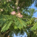 Albizia julibrissin - 1