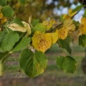 Tilia cordata 'Böhlje' - 1