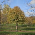 Tilia cordata 'Böhlje' - najaar 2025
