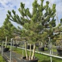 Pinus nigra 'Nigra' - 1