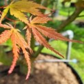 Acer palmatum Masu-kagami - Afbeelding 3
