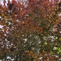 Fagus sylvatica 'Atropunicea' - Foto 3