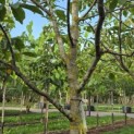 Juglans regia 'Cyril' - Foto 3