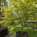 Acer palmatum - Foto 5