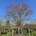 Magnolia 'Susan' - Foto 1