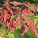 Acer griseum - Foto 5