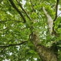 Fagus sylvatica - gaffelkroon