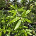 Quercus ilex - 5