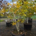 Juglans regia - Foto 1